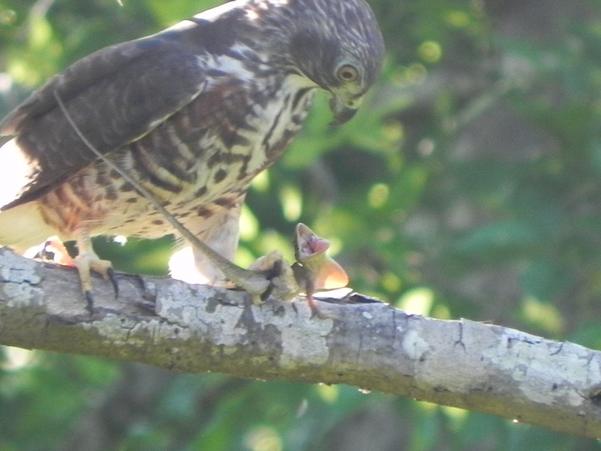 Double-toothed Kite - ML44763851