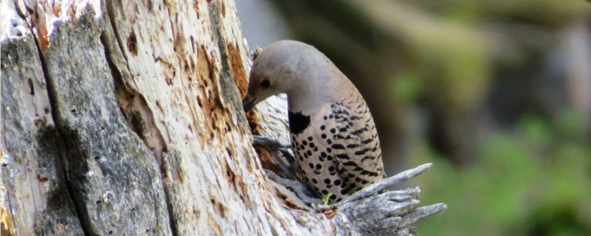 Northern Flicker - ML447638561