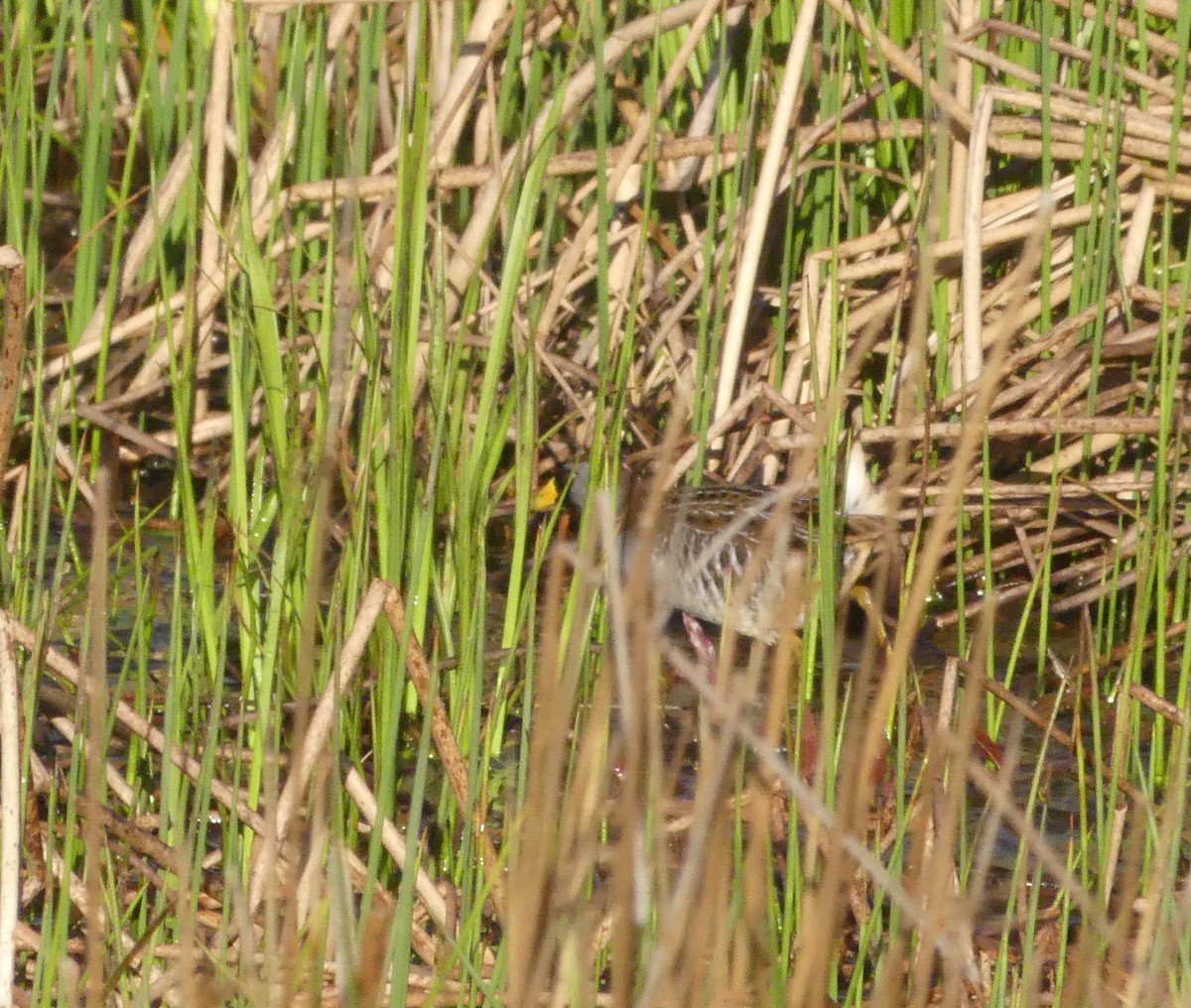 Polluela Sora - ML447638781