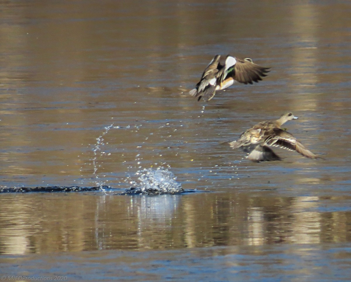 American Wigeon - ML447639001