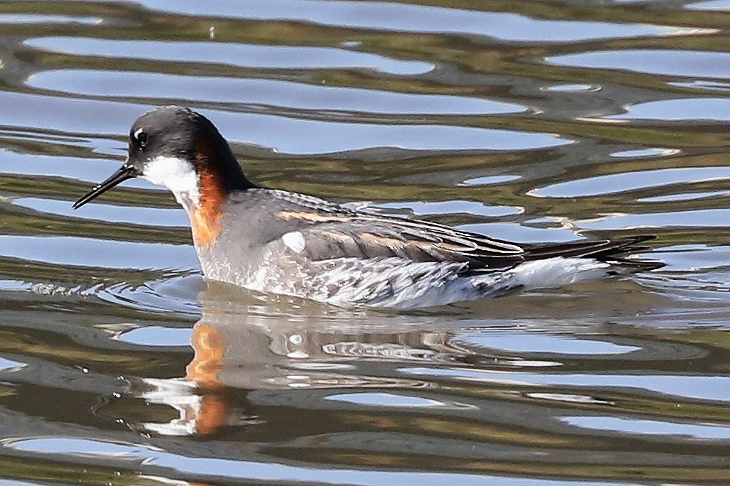 Red-necked Phalarope - ML447639651