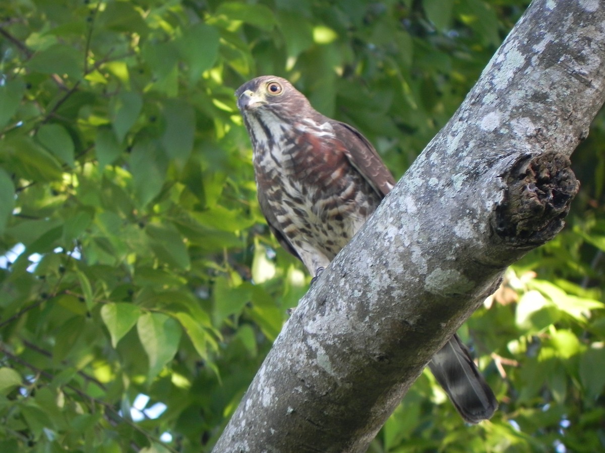 Double-toothed Kite - ML44764041