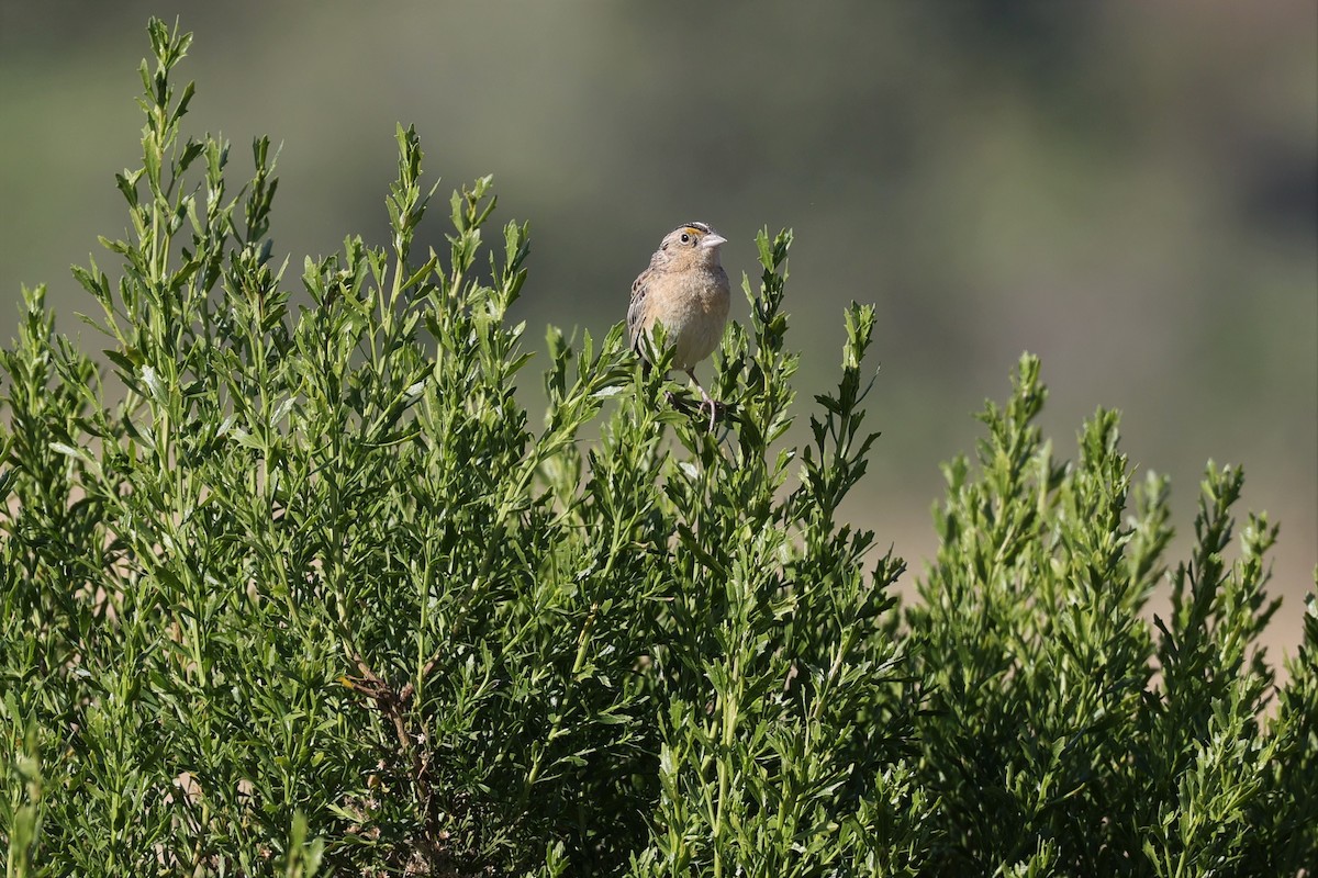 Grasshopper Sparrow - Gail DeLalla