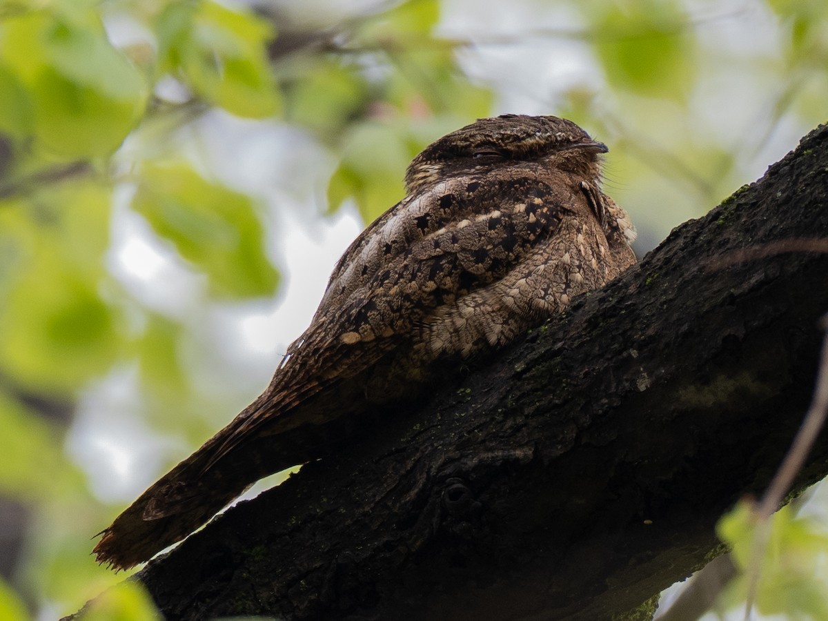 Chuck-will's-widow - ML447641841