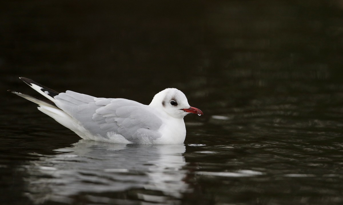 Mouette rieuse - ML44764301