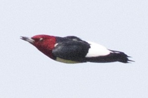 Red-headed Woodpecker - ML447643181