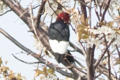 Red-headed Woodpecker - ML447643191