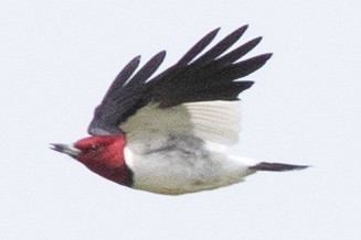 Red-headed Woodpecker - ML447643201