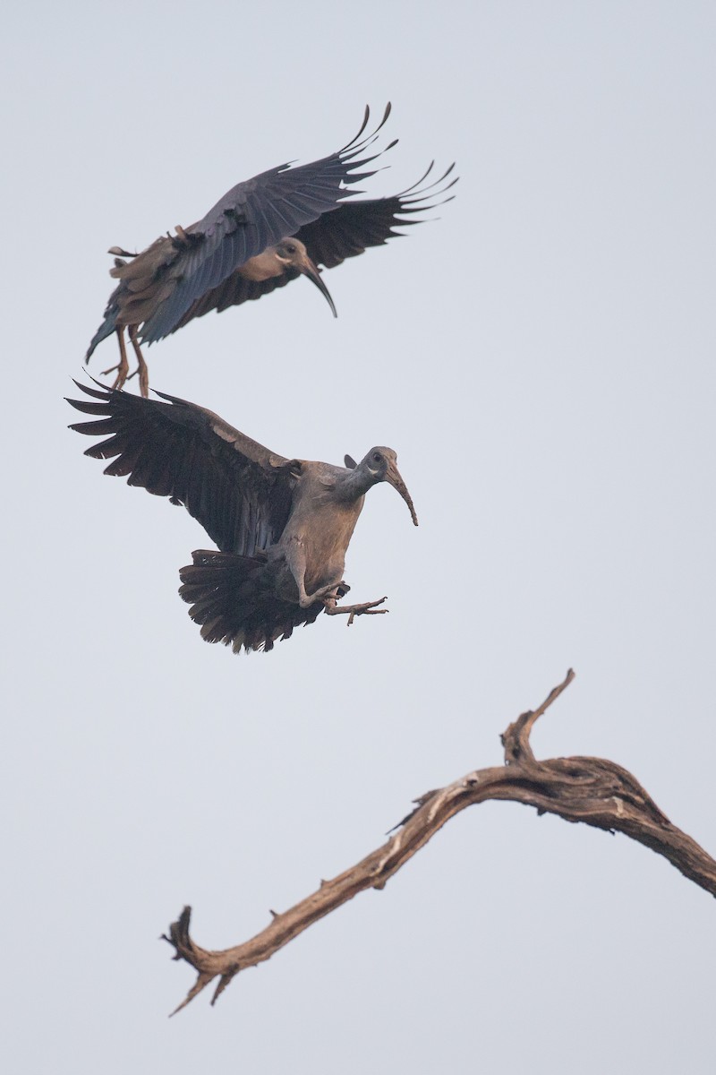 Hadada Ibis - Chris Wood