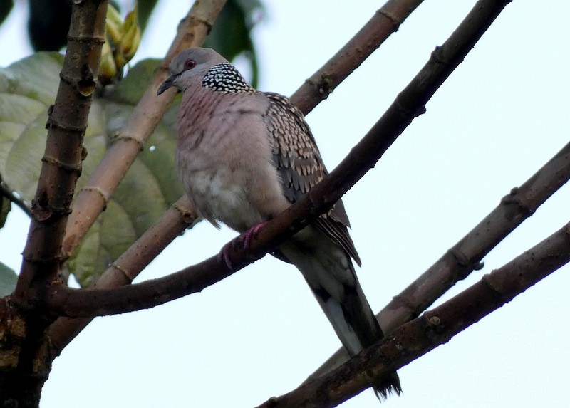 Spotted Dove - ML447646501