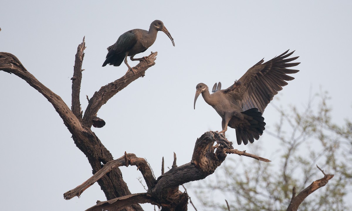 Hadada Ibis - Chris Wood