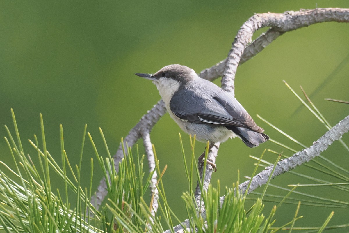 Pygmy Nuthatch - ML447648351