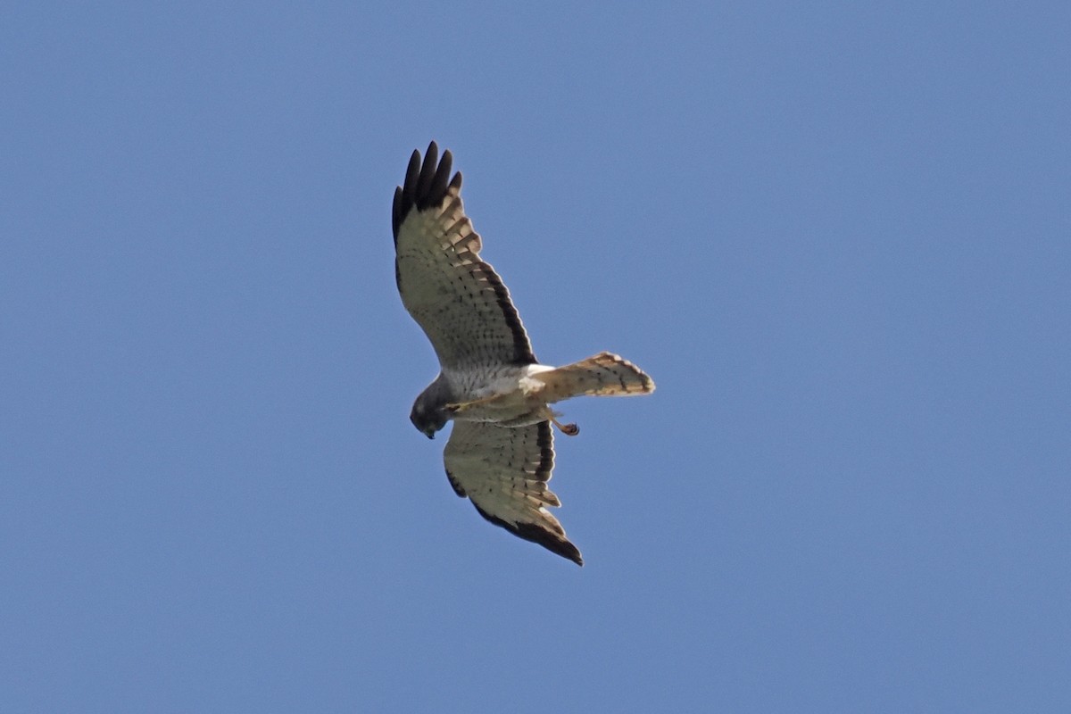 Northern Harrier - ML447648381