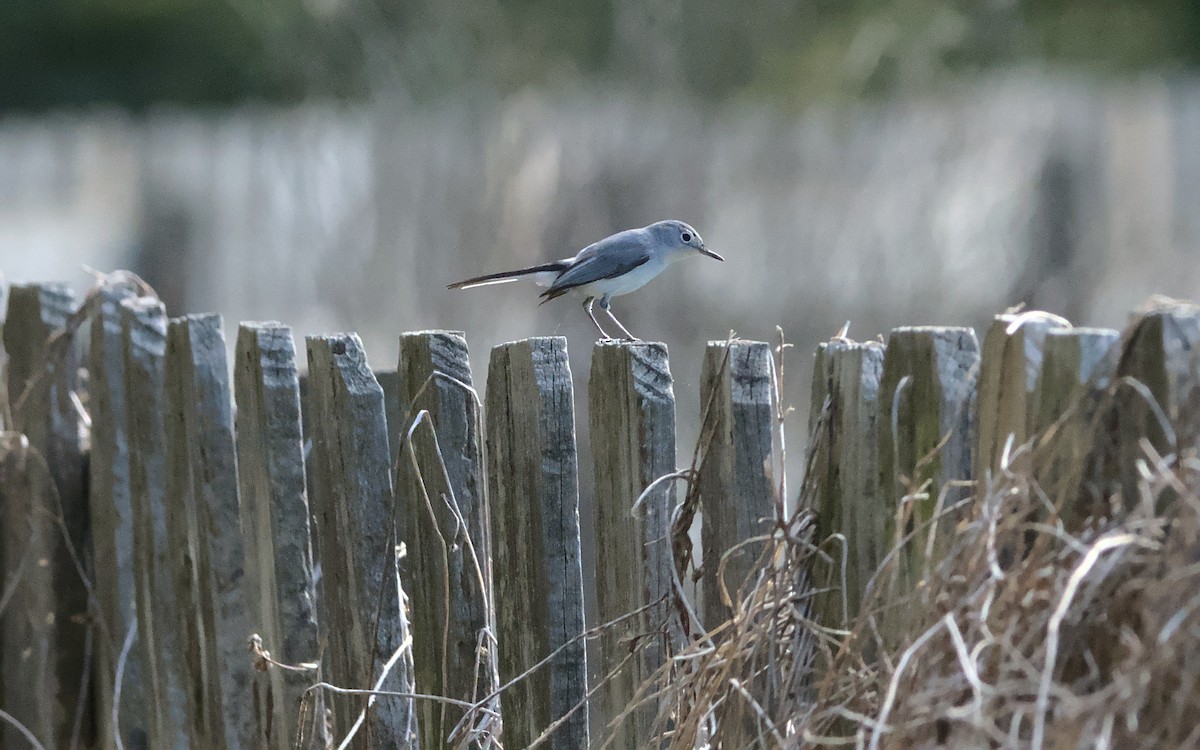 Blue-gray Gnatcatcher - ML447648411