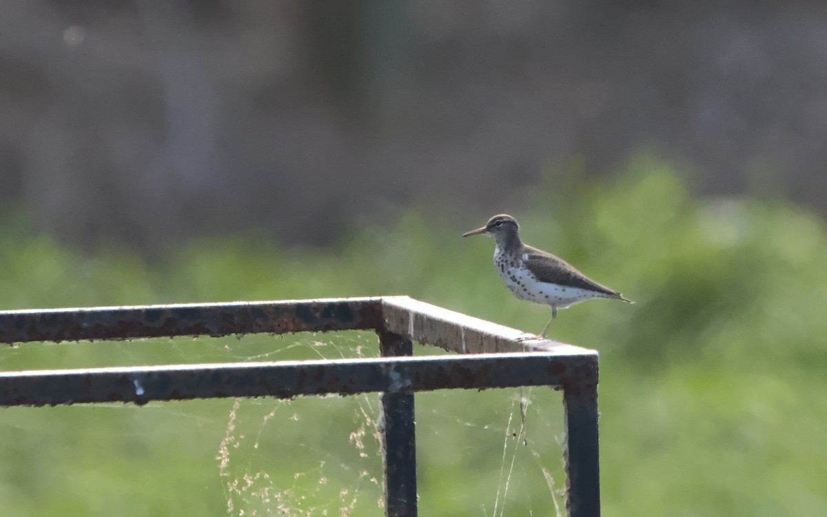 Spotted Sandpiper - ML447649301