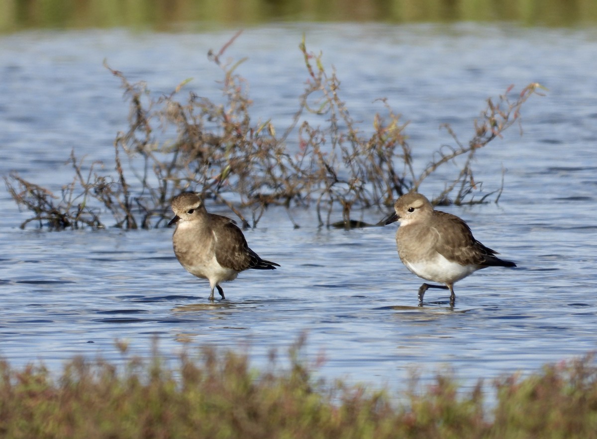 Rufous-chested Dotterel - ML447649621