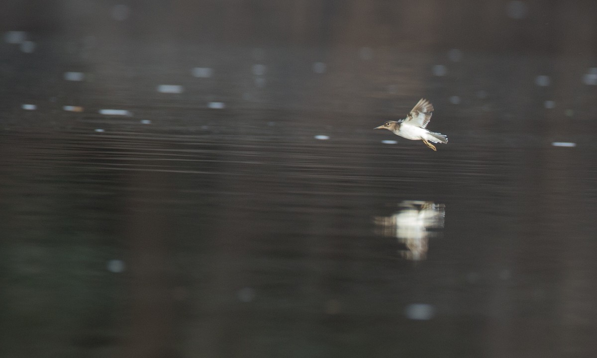 Common Sandpiper - ML44765041