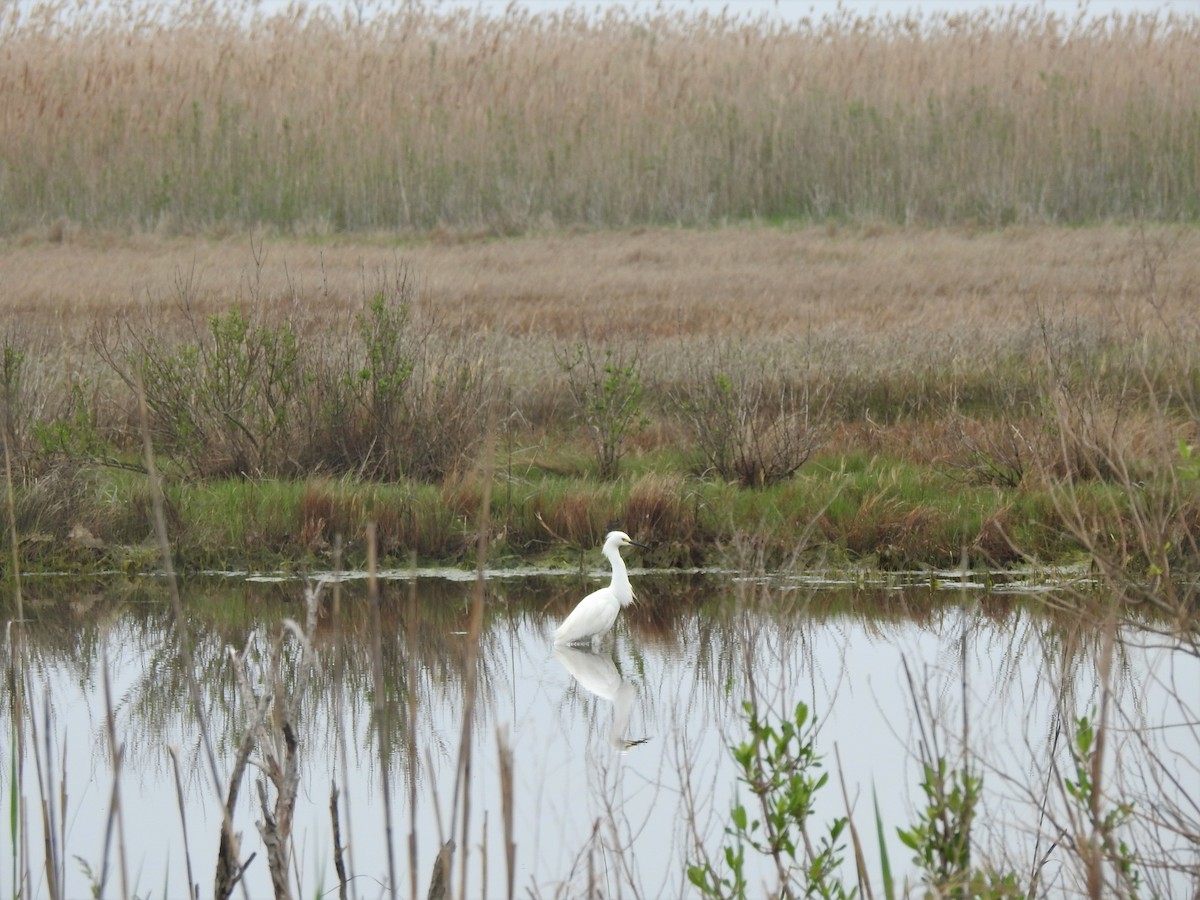 Snowy Egret - ML447651351