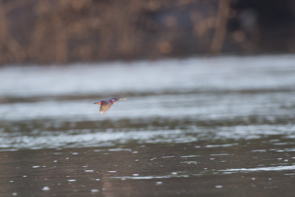 Shining-blue Kingfisher - ML44765161