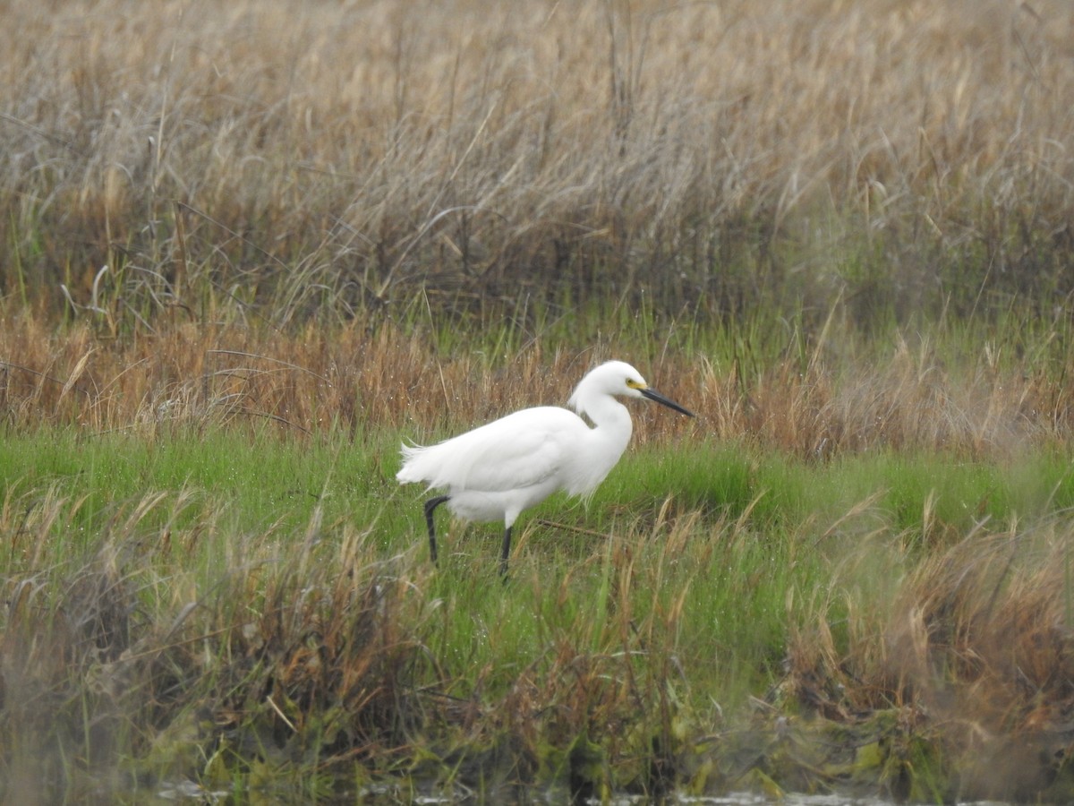 Snowy Egret - ML447651851