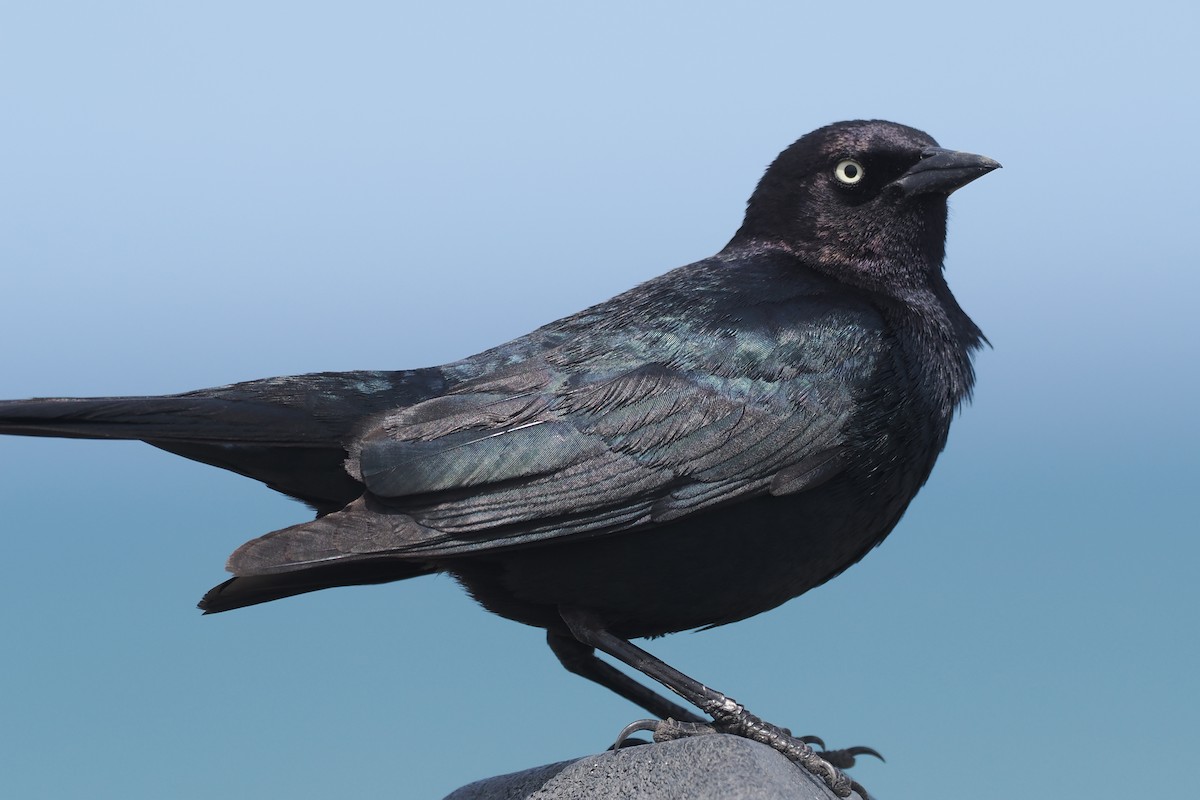Brewer's Blackbird - ML447652121