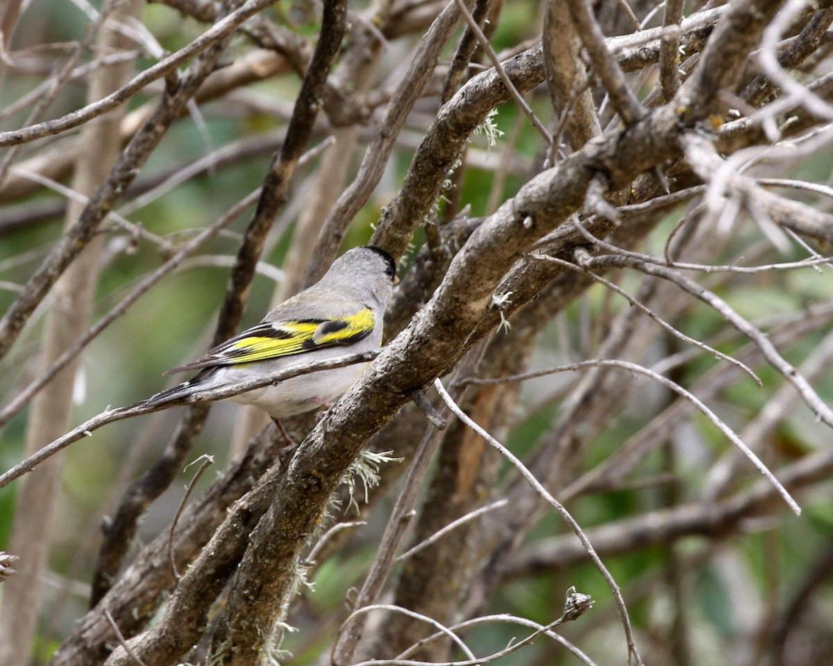 Lawrence's Goldfinch - ML447652621