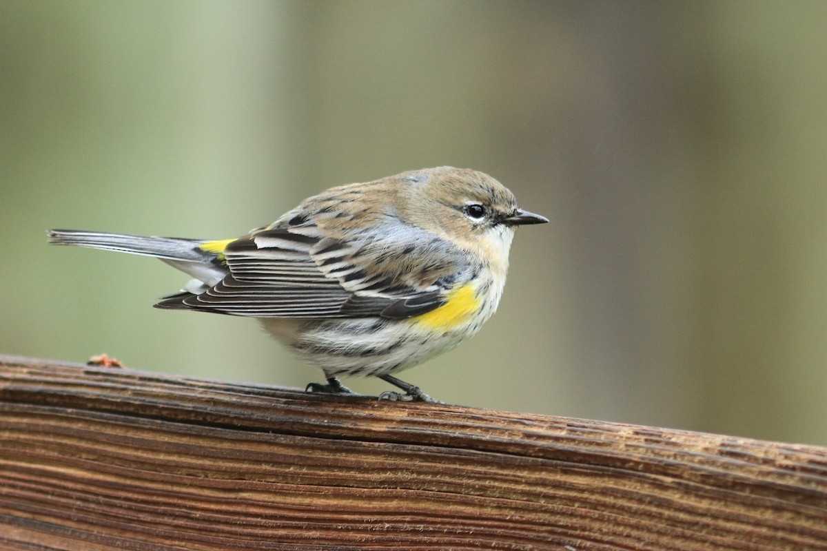 Yellow-rumped Warbler - ML447653141