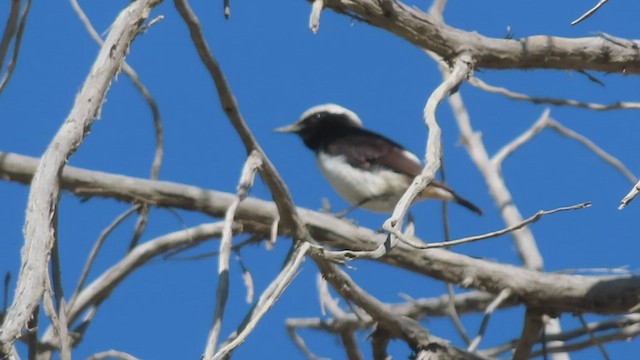 アラビアサバクヒタキ - ML447653161