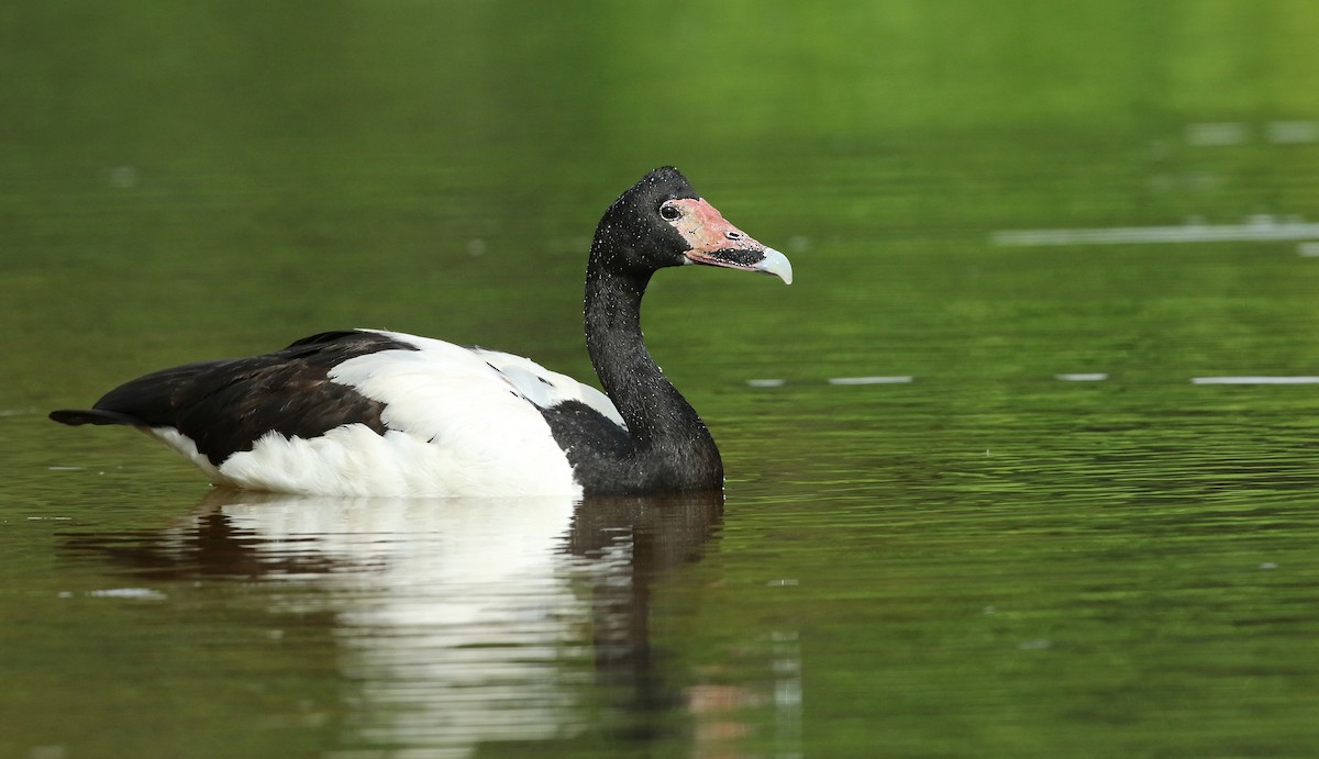 Magpie Goose - ML44765381