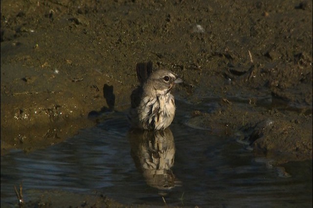 Sagebrush Sparrow - ML447654