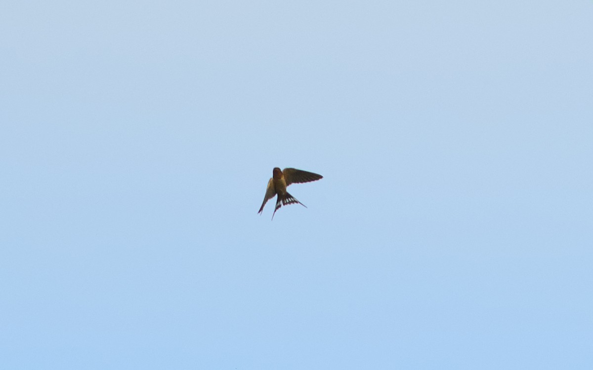 Barn Swallow - ML447654011