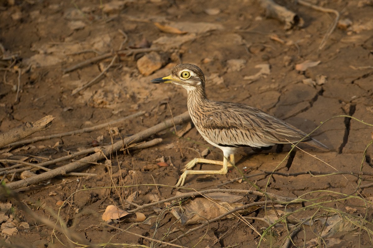 Senegal Thick-knee - Chris Wood