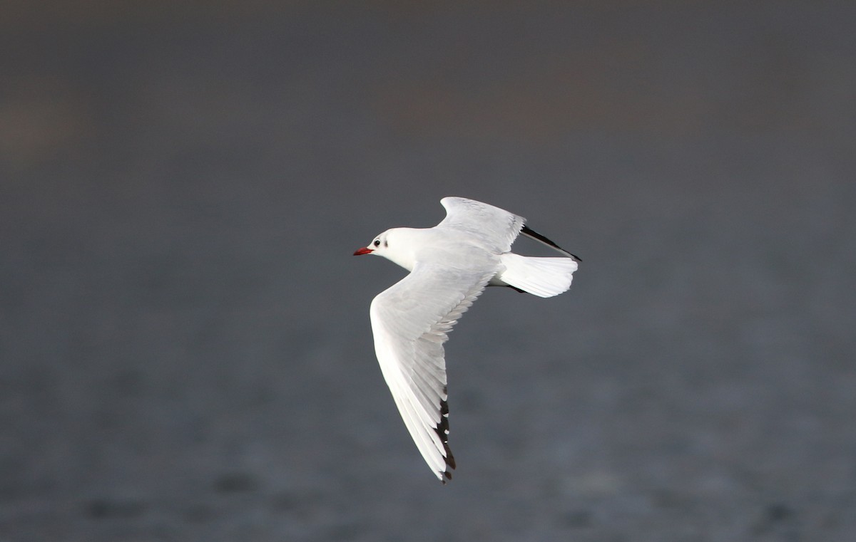Mouette rieuse - ML44765511