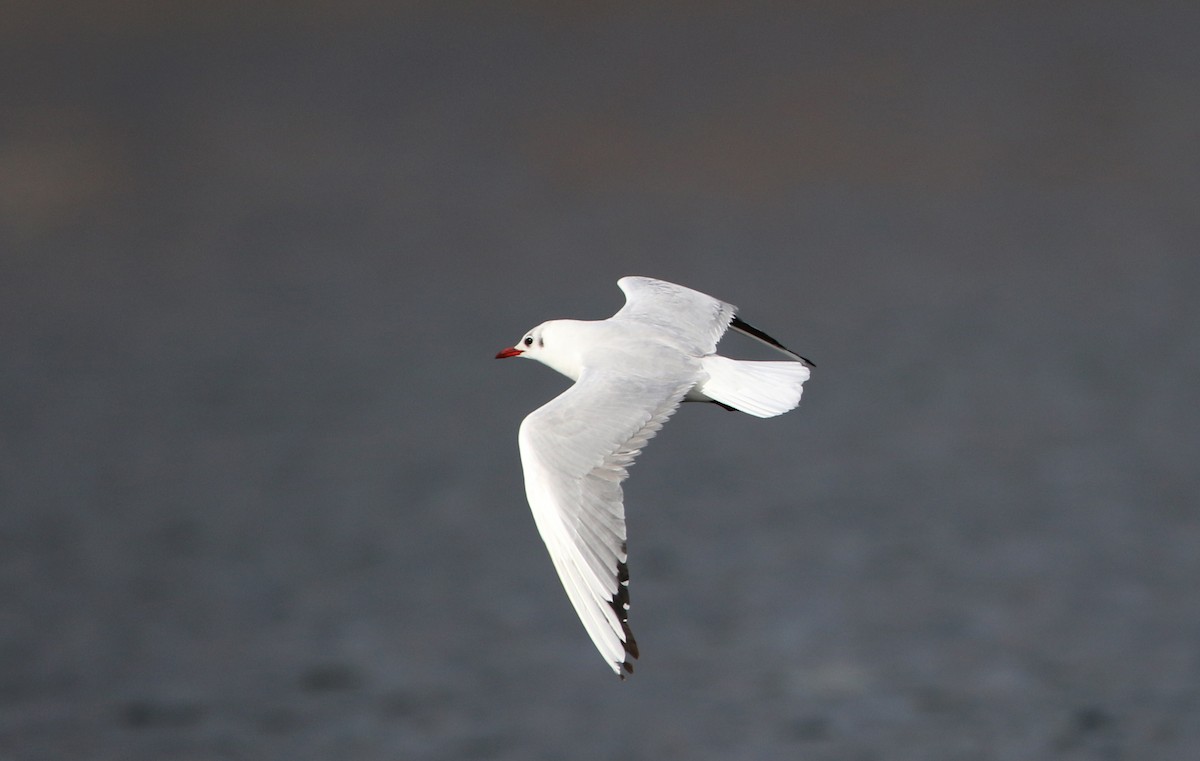 Black-headed Gull - ML44765511