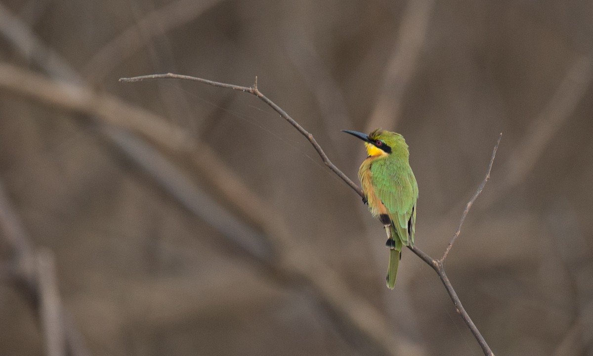 Little Bee-eater - ML44765611