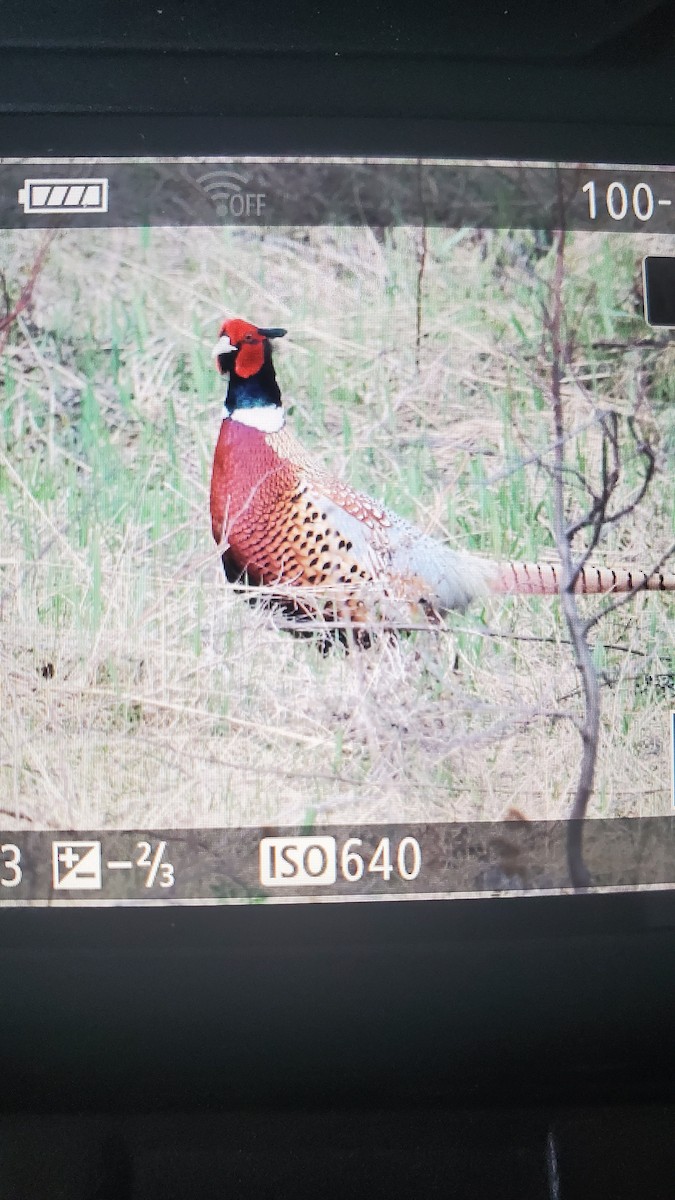 Ring-necked Pheasant - ML447656681