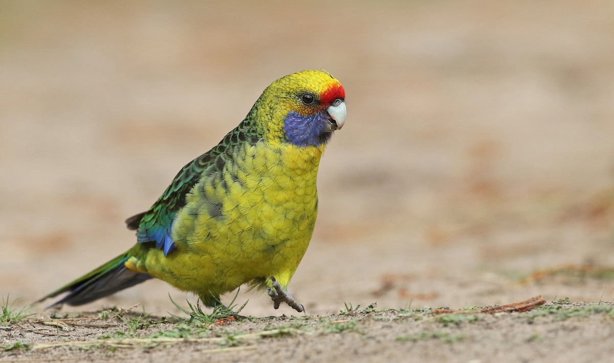 Green Rosella - Luke Seitz