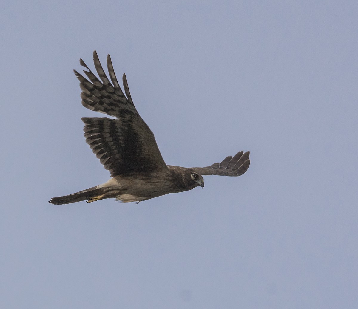 Northern Harrier - ML44765791