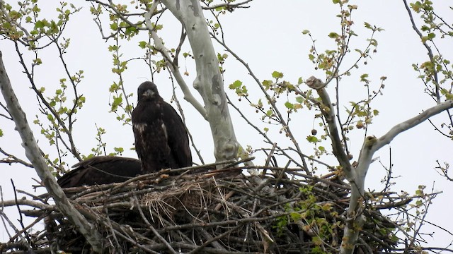 Bald Eagle - ML447658061