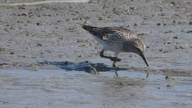 White-rumped Sandpiper - ML447658381