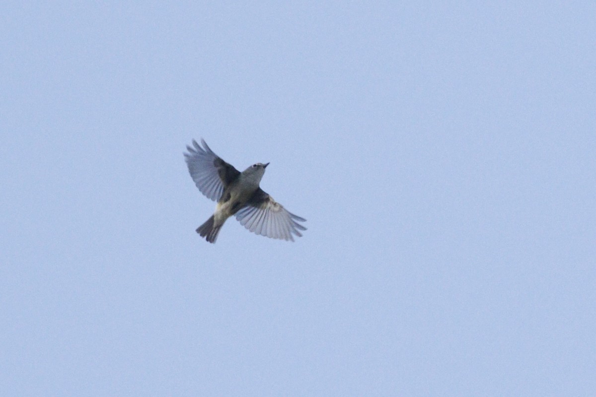 Cassin's Vireo - Ted Keyel