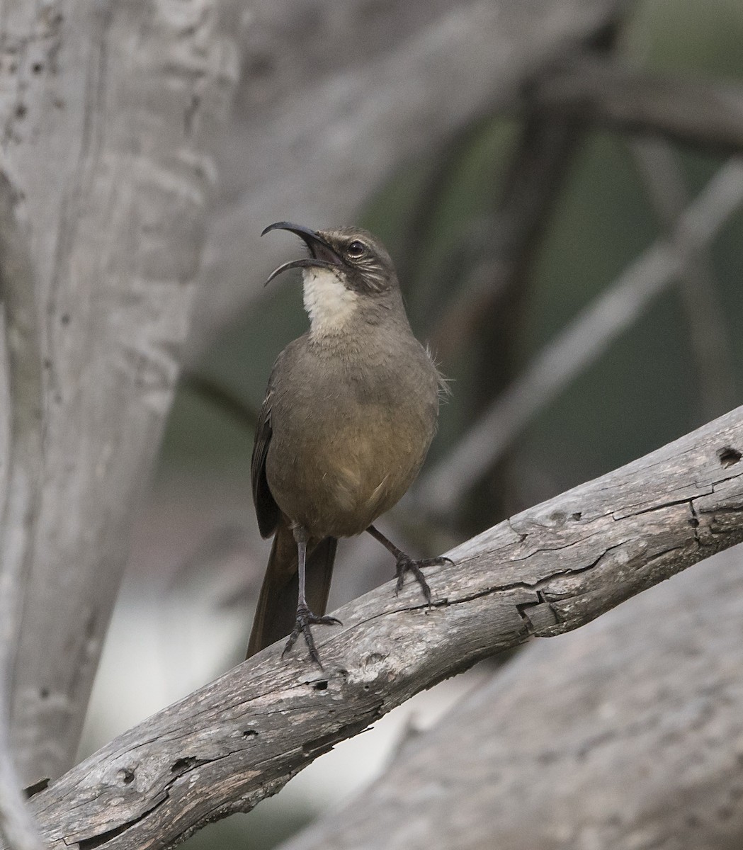 California Thrasher - ML44765921