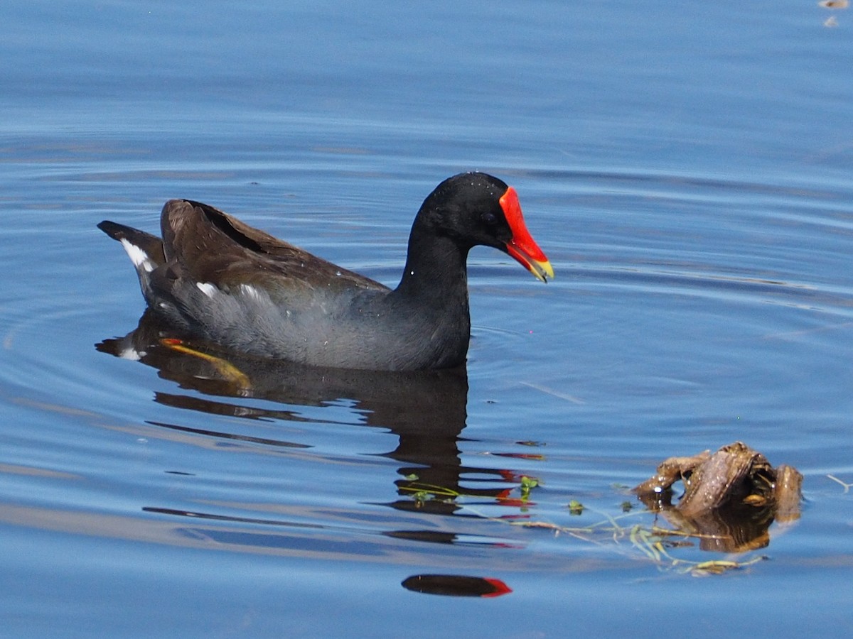 Gallinule d'Amérique - ML447659431