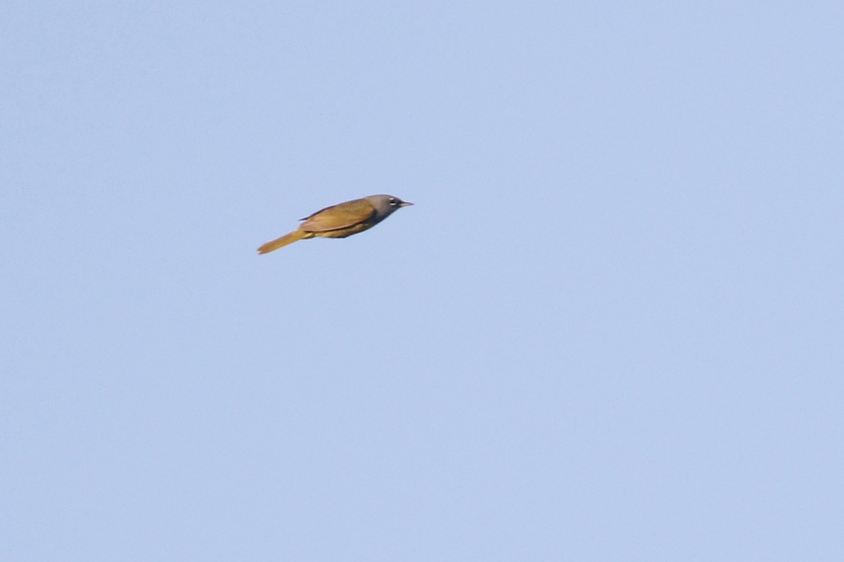 MacGillivray's Warbler - ML447659881