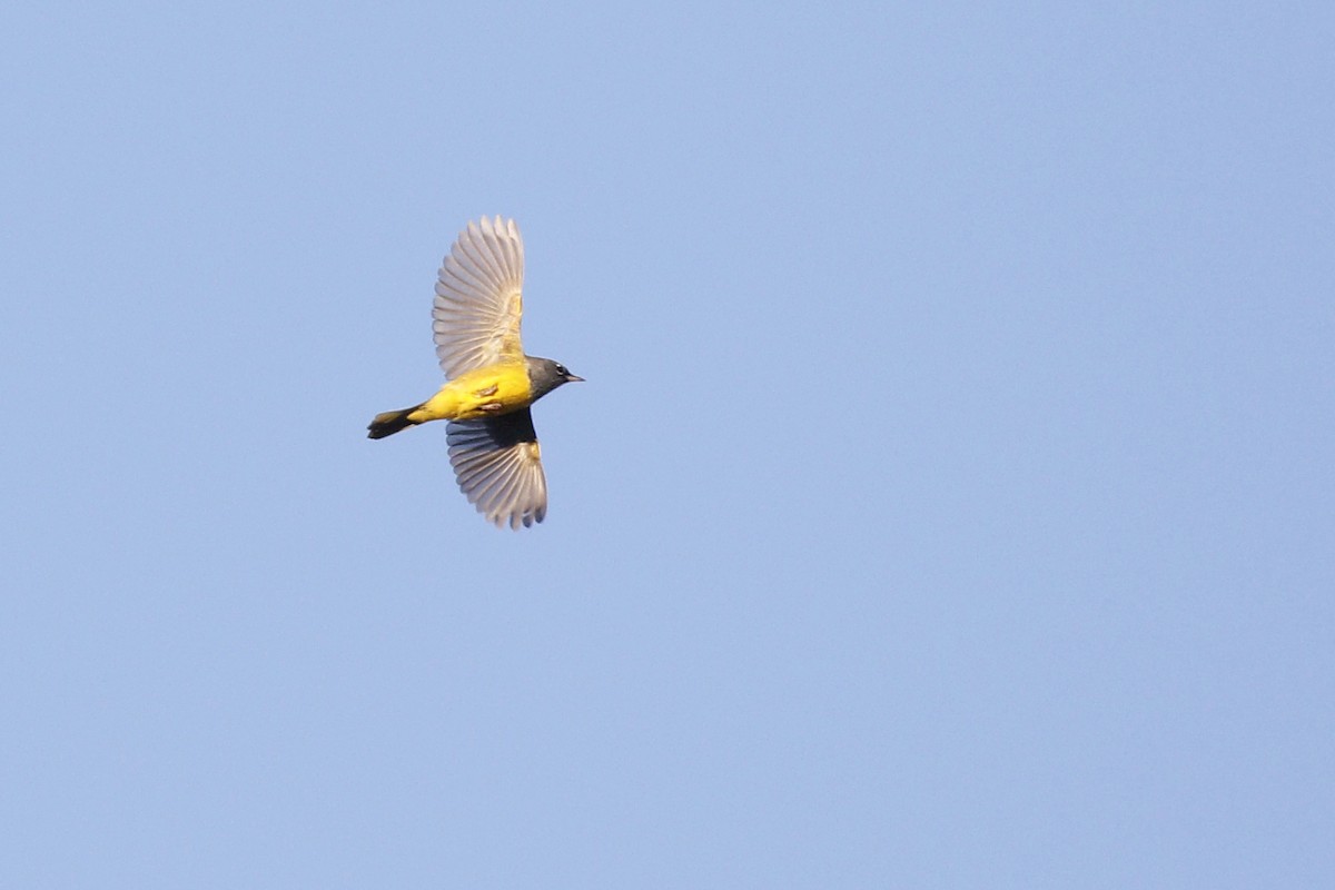 MacGillivray's Warbler - ML447659931