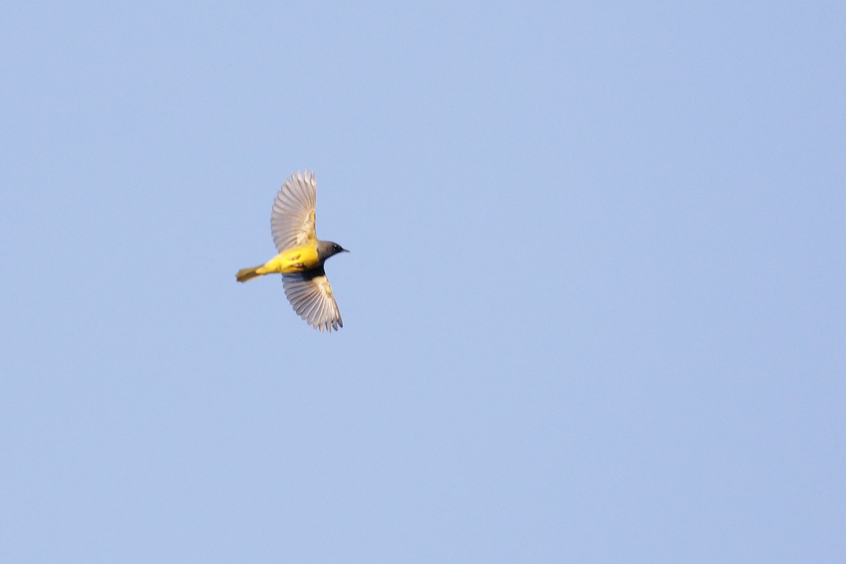 MacGillivray's Warbler - ML447659941