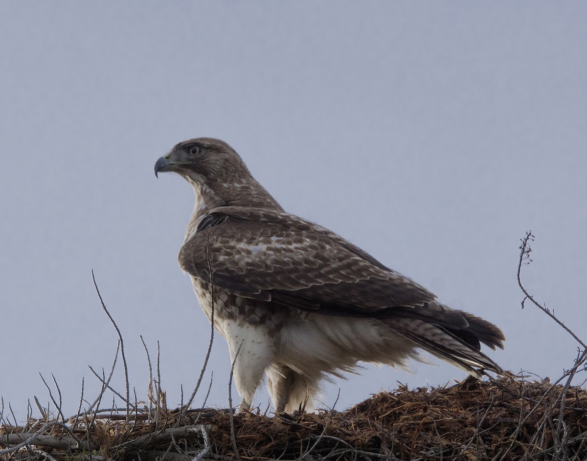 Red-tailed Hawk - ML44766011