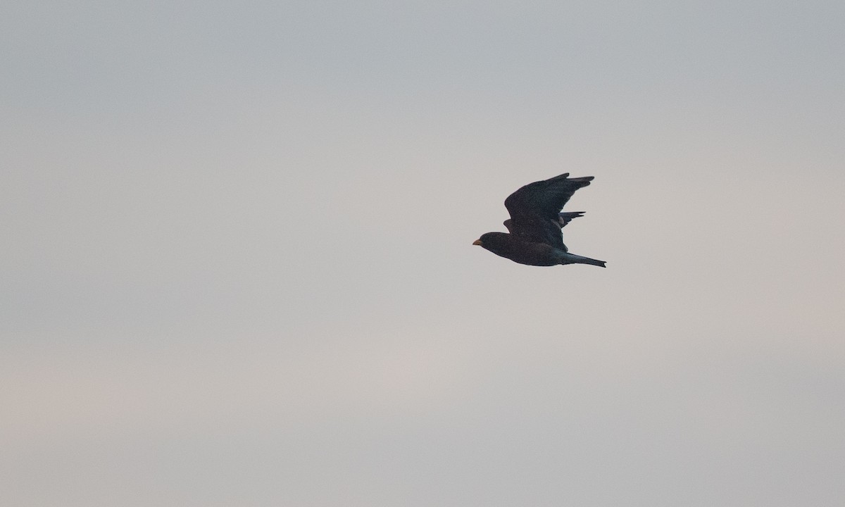 Broad-billed Roller - ML44766021