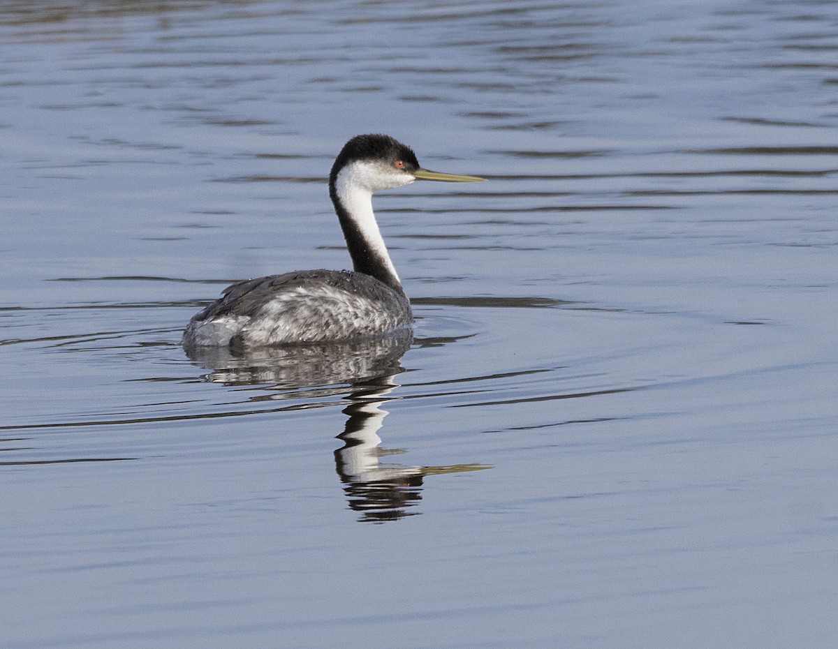 Western Grebe - ML44766051