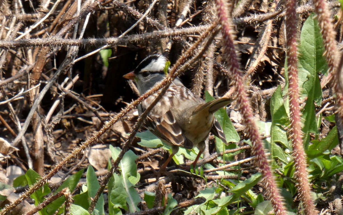White-crowned Sparrow - ML447661511